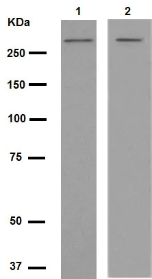 Western blot - Anti-Talin 2 antibody [EPR2536(2)] - BSA and Azide free (AB247725)