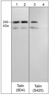 Western blot - Anti-Talin antibody [8D4] (AB157808), expandable thumbnail
