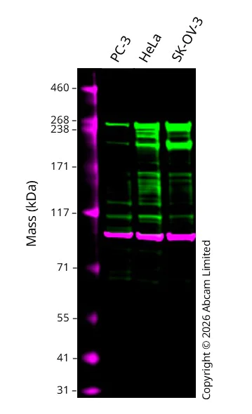 Western blot - Anti-Talin antibody [8D4] (AB157808)