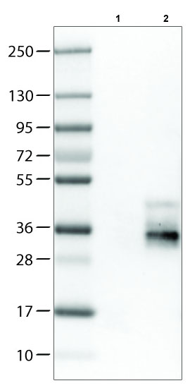 Western blot - Anti-TALLA-1 antibody [CL0262] (AB211870), expandable thumbnail
