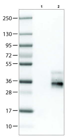 Western blot - Anti-TALLA-1 antibody [CL0262] (AB211870)