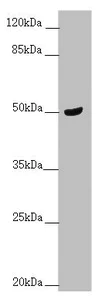 Western blot - Anti-TAM41 antibody (AB230359)