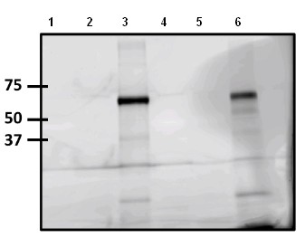 Immunoprecipitation - Anti-TAMRA antibody [5G5] (AB171120), expandable thumbnail