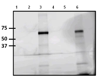 Immunoprecipitation - Anti-TAMRA antibody [5G5] (AB171120)