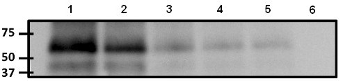 Western blot - Anti-TAMRA antibody [5G5] (AB171120), expandable thumbnail