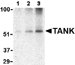 Western blot - Anti-TANK/TRAF2 antibody (AB47632)