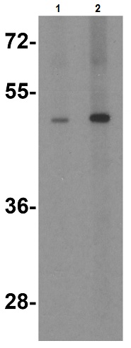 Western blot - Anti-TANK/TRAF2 antibody (AB47632)