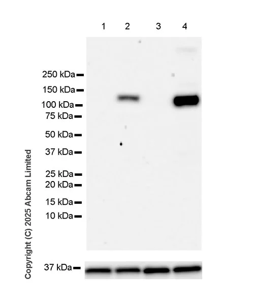 Western blot - Anti-Tankyrase 2/TNKS2 antibody [EPR29643-524] - BSA and Azide free (AB326076)