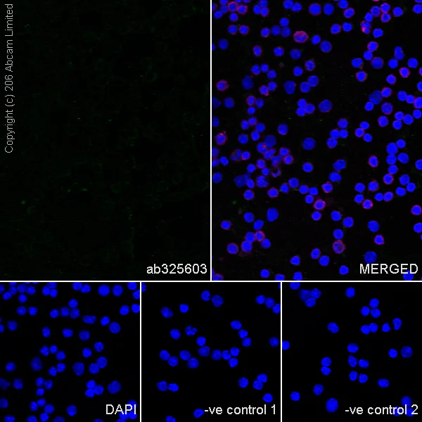 Immunocytochemistry/ Immunofluorescence - Anti-TAOK2 antibody [EPR30549-532] (AB325603)