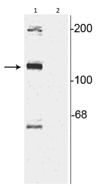 Western blot - Anti-TAOK2 (phospho S181) antibody (AB254136), expandable thumbnail