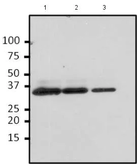 Western blot - Anti-TAP tag antibody [22F12-1E3] - C-terminal (AB185976)