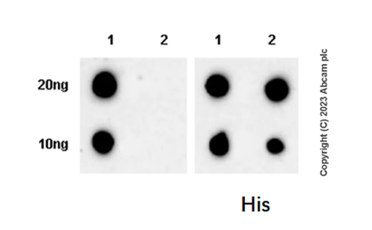 Dot Blot - Anti-TAP1 antibody [EPR26236-57] (AB314745)