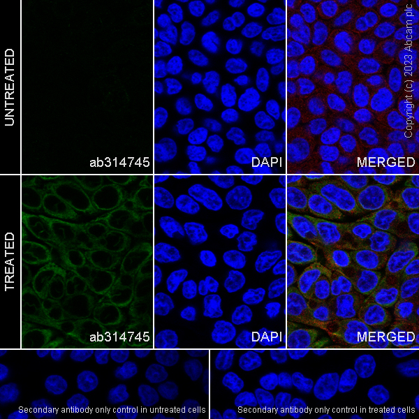 Immunocytochemistry/ Immunofluorescence - Anti-TAP1 antibody [EPR26236-57] - BSA and Azide free (AB314746), expandable thumbnail