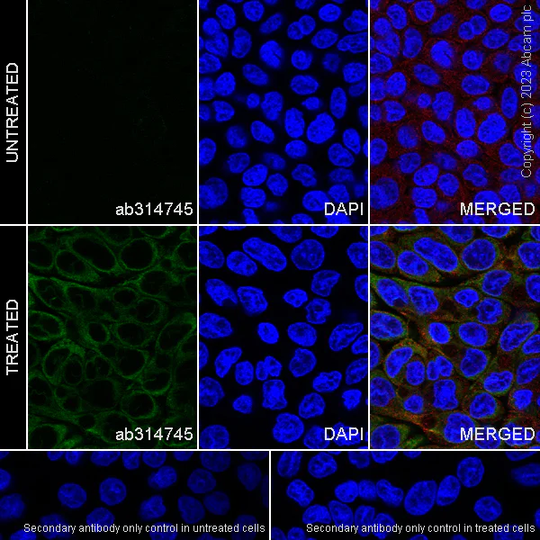 Immunocytochemistry/ Immunofluorescence - Anti-TAP1 antibody [EPR26236-57] - BSA and Azide free (AB314746)