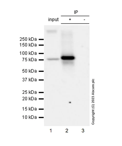 Immunoprecipitation - Anti-TAP1 antibody [EPR26236-57] - BSA and Azide free (AB314746)