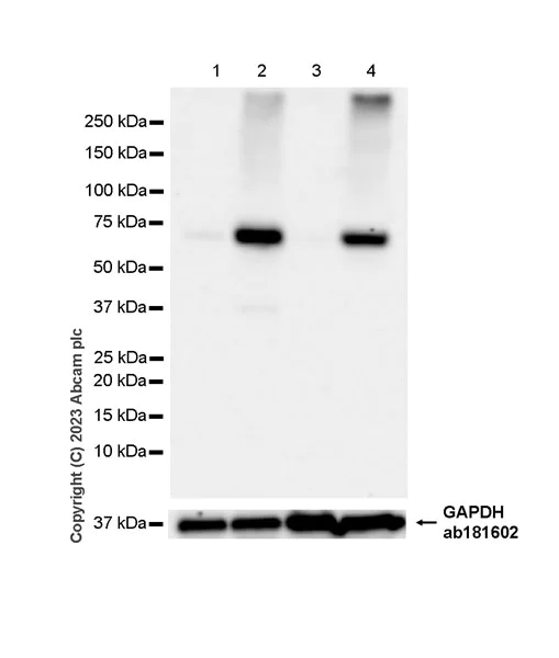 Western blot - Anti-TAP1 antibody [EPR26236-57] - BSA and Azide free (AB314746)