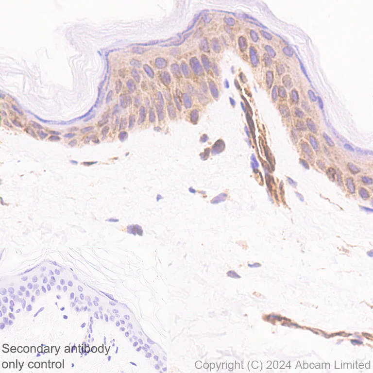 Immunohistochemistry (Formalin/PFA-fixed paraffin-embedded sections) - Anti-TAP1 antibody [EPR26236-92] (AB322039)