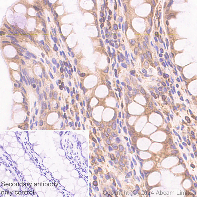 Immunohistochemistry (Formalin/PFA-fixed paraffin-embedded sections) - Anti-TAP1 antibody [EPR26236-92] (AB322039)