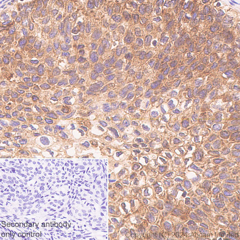 Immunohistochemistry (Formalin/PFA-fixed paraffin-embedded sections) - Anti-TAP1 antibody [EPR26236-92] (AB322039)