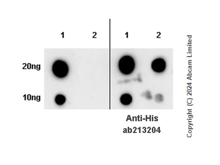 Dot Blot - Anti-TAP1 antibody [EPR26236-92] - BSA and Azide free (AB322040)
