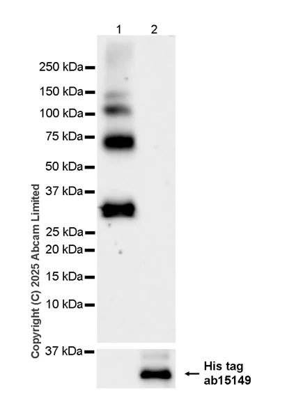 Western blot - Anti-TAP1 antibody [EPR30551-512] - BSA and Azide free (AB324720)