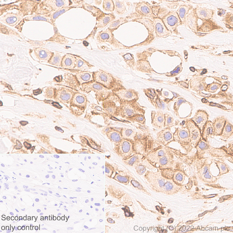 Immunohistochemistry - Anti-TAP2 antibody [EPR26237-82] (ab307282), expandable thumbnail
