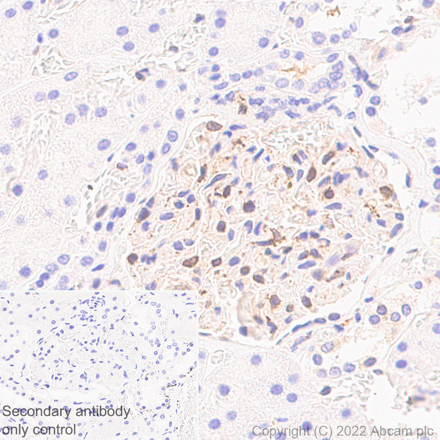 Immunohistochemistry - Anti-TAP2 antibody [EPR26237-82] (ab307282), expandable thumbnail