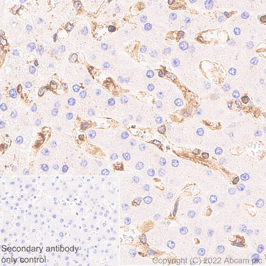Immunohistochemistry - Anti-TAP2 antibody [EPR26237-82] (AB307282), expandable thumbnail