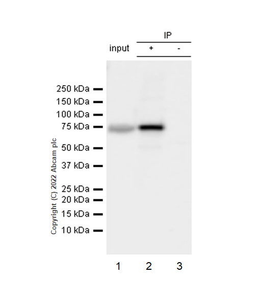 Immunoprecipitation - Anti-TAP2 antibody [EPR26237-82] (AB307282), expandable thumbnail