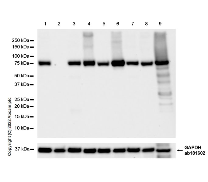 Western blot - Anti-TAP2 antibody [EPR26237-82] (AB307282), expandable thumbnail