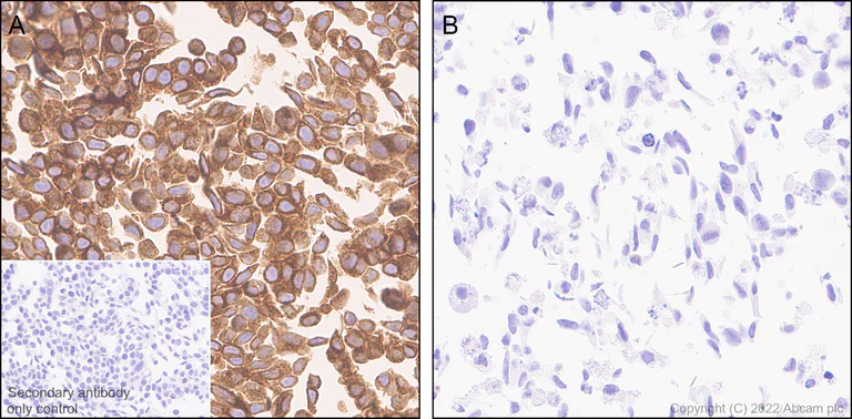 Immunohistochemistry - Anti-TAP2 antibody [EPR26237-82] - BSA and Azide free (AB307283)