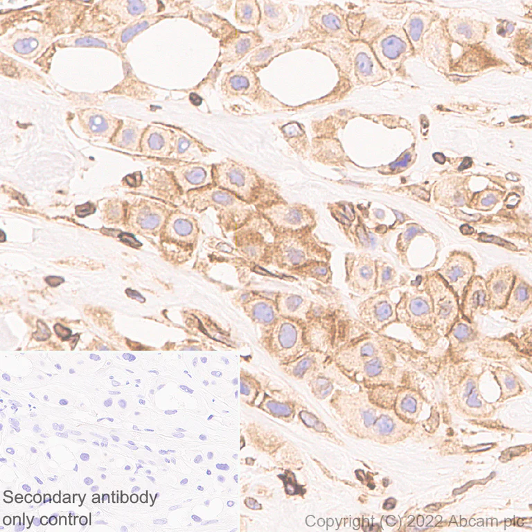 Immunohistochemistry - Anti-TAP2 antibody [EPR26237-82] - BSA and Azide free (AB307283)