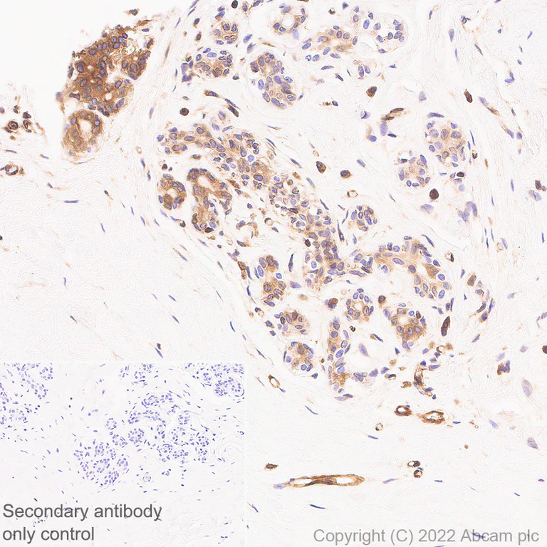 Immunohistochemistry - Anti-TAP2 antibody [EPR26237-82] - BSA and Azide free (AB307283)