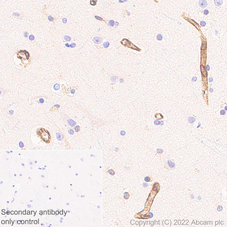 Immunohistochemistry - Anti-TAP2 antibody [EPR26237-82] - BSA and Azide free (AB307283)