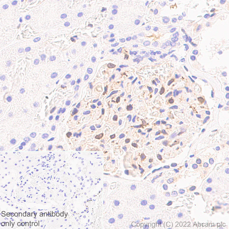 Immunohistochemistry - Anti-TAP2 antibody [EPR26237-82] - BSA and Azide free (AB307283)