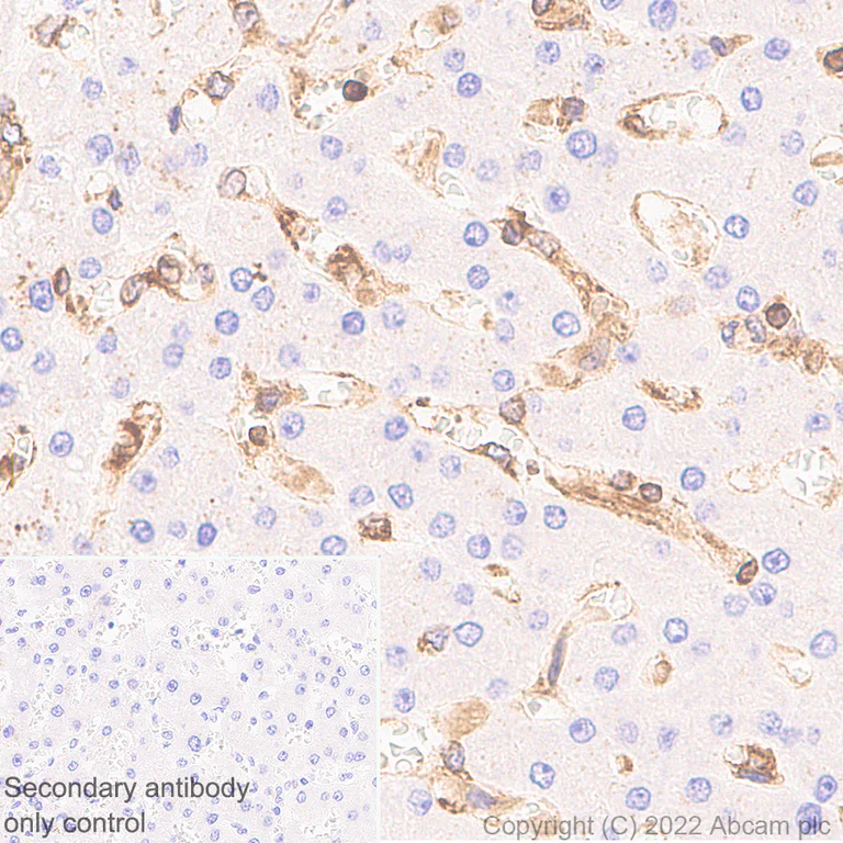 Immunohistochemistry - Anti-TAP2 antibody [EPR26237-82] - BSA and Azide free (AB307283)