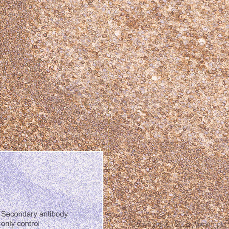 Immunohistochemistry - Anti-TAP2 antibody [EPR26237-82] - BSA and Azide free (AB307283)