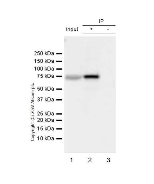 Immunoprecipitation - Anti-TAP2 antibody [EPR26237-82] - BSA and Azide free (AB307283)
