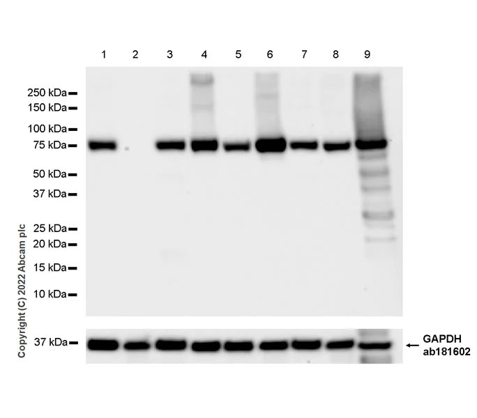 Western blot - Anti-TAP2 antibody [EPR26237-82] - BSA and Azide free (AB307283)