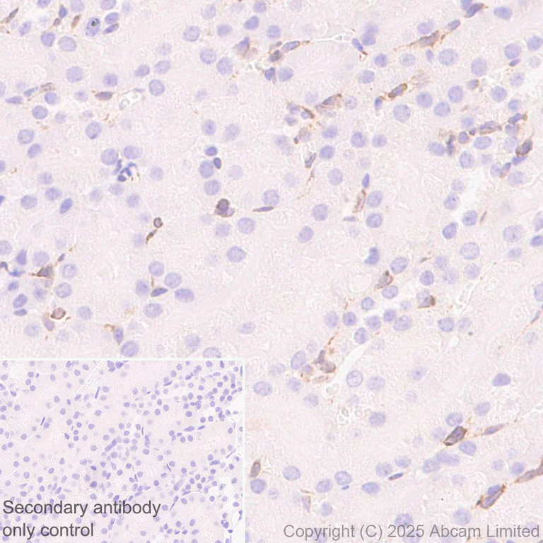 Immunohistochemistry (Formalin/PFA-fixed paraffin-embedded sections) - Anti-TAP2 antibody [EPR30552-571] - BSA and Azide free (AB324358)