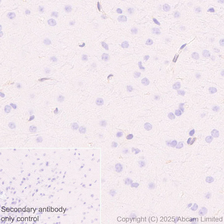 Immunohistochemistry (Formalin/PFA-fixed paraffin-embedded sections) - Anti-TAP2 antibody [EPR30552-571] - BSA and Azide free (AB324358)