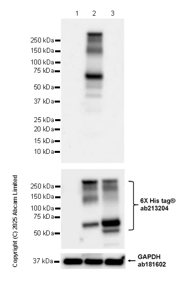 Western blot - Anti-TAP2 antibody [EPR30552-571] - BSA and Azide free (AB324358)