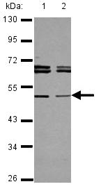 Western blot - Anti-TAPBP-R antibody (AB127190)