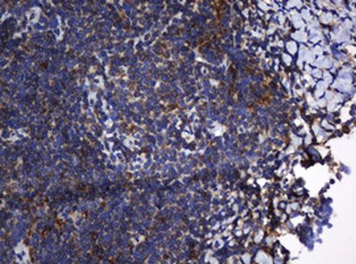 Immunohistochemistry (Formalin/PFA-fixed paraffin-embedded sections) - Anti-TAPBP-R antibody [OTI1C9] (AB236419), expandable thumbnail