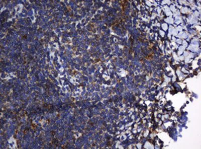 Immunohistochemistry (Formalin/PFA-fixed paraffin-embedded sections) - Anti-TAPBP-R antibody [OTI1C9] (AB236419)