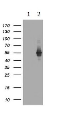 Western blot - Anti-TAPBP-R antibody [OTI1C9] (AB236419), expandable thumbnail