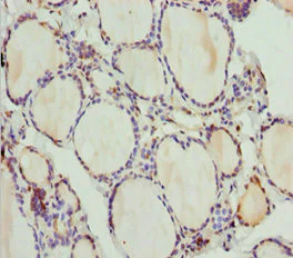 Immunohistochemistry (Formalin/PFA-fixed paraffin-embedded sections) - Anti-TAPP-1 antibody (AB230181)