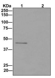 Immunoprecipitation - Anti-TAPP-1 antibody [EPR12061] - BSA and Azide free (AB249797), expandable thumbnail