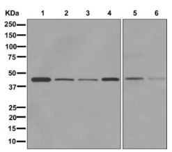 Western blot - Anti-TAPP-1 antibody [EPR12061] - BSA and Azide free (AB249797), expandable thumbnail