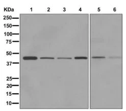 Western blot - Anti-TAPP-1 antibody [EPR12061] - BSA and Azide free (AB249797)
